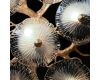 Потолочная люстра Loft IT Bloom 10352/800C AB