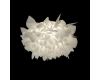 Потолочный светильник Loft IT Clizia 10594/530C White