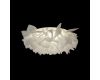 Потолочный светильник Loft IT Clizia 10594/530C White